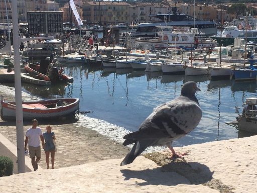 Hafen v St. Tropez.